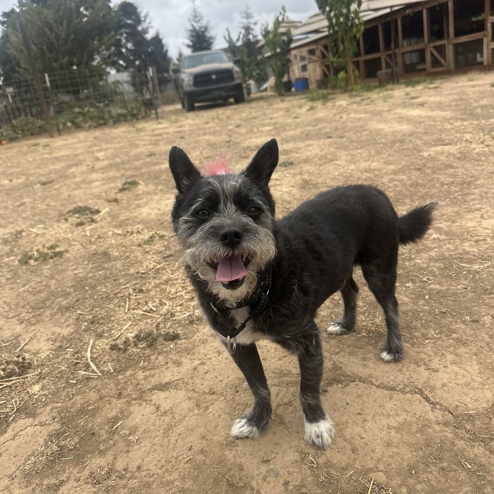 Back-to-Eden Ranch - Happy puppy - Attraction Farms Near Me - Gilroy, California Back-to-Eden Ranch - Happy puppy - Attraction Farms Near Me - Gilroy, California