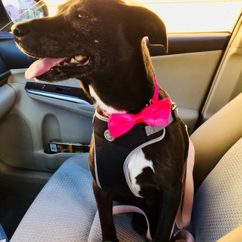 Petco - Pet Stores Near Me - Vallejo, California Petco - Pet Stores Near Me - Vallejo, California