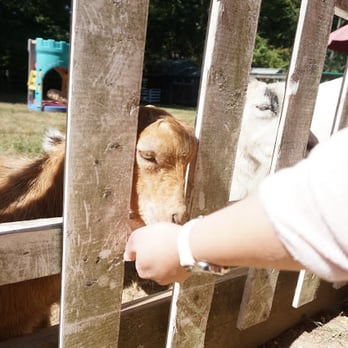 The Book Barn - mini goats! - Used Bookstore Near Me - Niantic, Connecticut