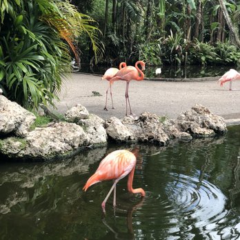 Flamingo Gardens - Flamingos. There are three types. - Botanical Gardens Near Me - Davie, Florida Flamingo Gardens - Flamingos. There are three types. - Botanical Gardens Near Me - Davie, Florida