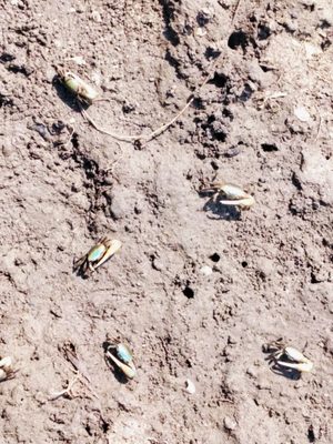 Sea Rim State Park by null