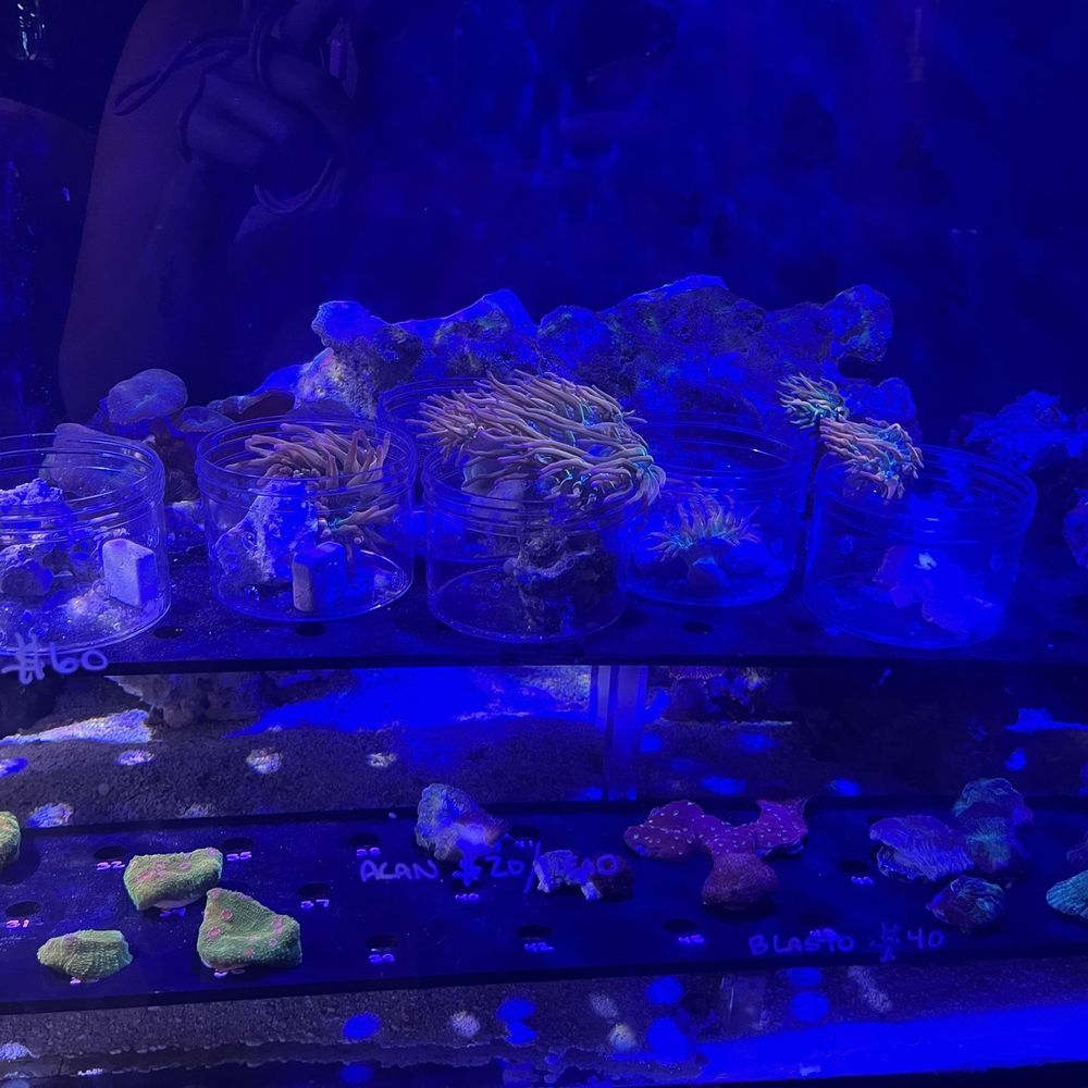 ABC Reefs - Coral tank - Aquarium Services Near Me - Syracuse, New York ABC Reefs - Coral tank - Aquarium Services Near Me - Syracuse, New York
