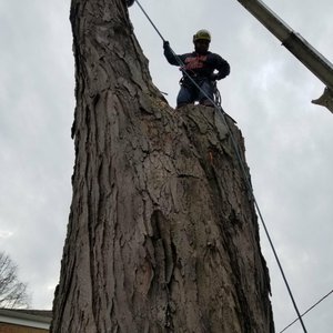 COUNTY TREE SERVICE - 156 Photos & 233 Reviews - Tree Services - 6600 W ...