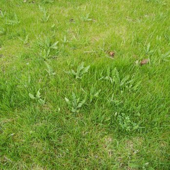 The Lawn Daddy - Thistles, we never had thistles in our yard. - Lawn Services Near Me - West Allis, Wisconsin The Lawn Daddy - Thistles, we never had thistles in our yard. - Lawn Services Near Me - West Allis, Wisconsin