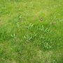 Photo of The Lawn Daddy