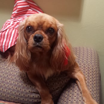 Yogi's Doggie Spaw - Ginger after getting her hair did - Pet Groomers Near Me - La Mirada, California Yogi's Doggie Spaw - Ginger after getting her hair did - Pet Groomers Near Me - La Mirada, California