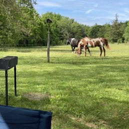 horses grazing in a field horses grazing in a field