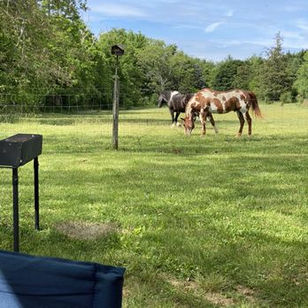 The Rusty Nail Winery - horses grazing in a field - Wine Tasting Room Near Me - Martinsburg, West Virginia The Rusty Nail Winery - horses grazing in a field - Wine Tasting Room Near Me - Martinsburg, West Virginia