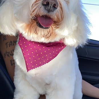Juan's Groom Room - Thank you so much Juan and Ronnie - Pet Groomers Near Me - Elk Grove, California Juan's Groom Room - Thank you so much Juan and Ronnie - Pet Groomers Near Me - Elk Grove, California