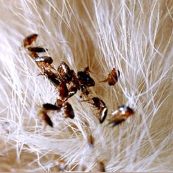 On Target Pest Control - Fleas can spread really easy be proactive.