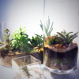 My growing collection of awesome succulents - all from Bouquets and More. My growing collection of awesome succulents - all from Bouquets and More.
