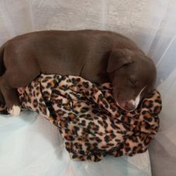 Delta Humane Society - Chloe is sleeping on her favorite cover