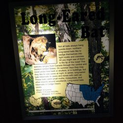 Ledge View Nature Center - Long eared bat