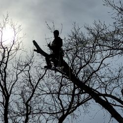 3 B's Tree Service - Middle B climbing safely  when 50 ft in the air.
