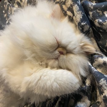 Kingsley Kittens - Sleeping - Pet Breeders Near Me