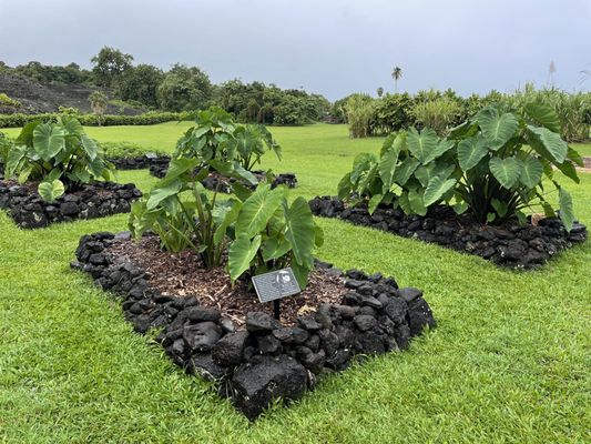 Kahanu Garden, National Tropical Botanical Garden by null