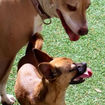 Scottsdale Pet Hotel - My dogs first met at the Scottsdale Pet Hotel! My was lucky enough to adopt our newest family member from them. - Pet Groomers Near Me - Tempe, Arizona Scottsdale Pet Hotel - My dogs first met at the Scottsdale Pet Hotel! My was lucky enough to adopt our newest family member from them. - Pet Groomers Near Me - Tempe, Arizona