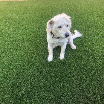 Turf Bros - Pet approved - Artificial Turf Near Me - Orange, California Turf Bros - Pet approved - Artificial Turf Near Me - Orange, California
