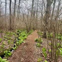 Shu Swamp Preserve - Charles T Church Nature Preserve