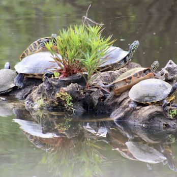 Waccamaw River Tours - Tours Near Me - Myrtle Beach, South Carolina Waccamaw River Tours - Tours Near Me - Myrtle Beach, South Carolina