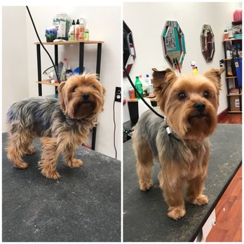 The Fast and the Furriest - Yorkie Before and After - Pet Groomers Near Me - Winchester, Virginia The Fast and the Furriest - Yorkie Before and After - Pet Groomers Near Me - Winchester, Virginia