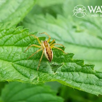 Wave Pest Services - Pest Control Near Me Wave Pest Services - Pest Control Near Me