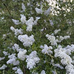 Caballero Canyon Trail - Bloom season