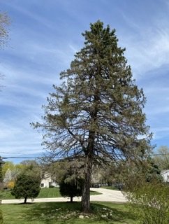 Tree Trimming - Tree Trimming Tree Trimming - Tree Trimming
