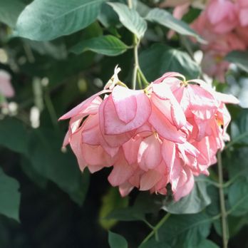 Lincoln Park Conservatory - Parks Near Me - Chicago, Illinois