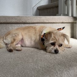 marks mobile dog wash