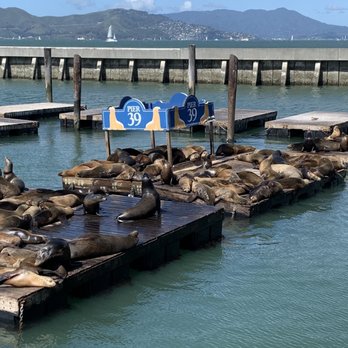 PIER 39 - Famous Pier 39 sea lions!!! - Shopping Centers Near Me - San Francisco, California