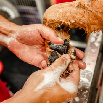 Wash That Fur - Pet Groomers Near Me Wash That Fur - Pet Groomers Near Me