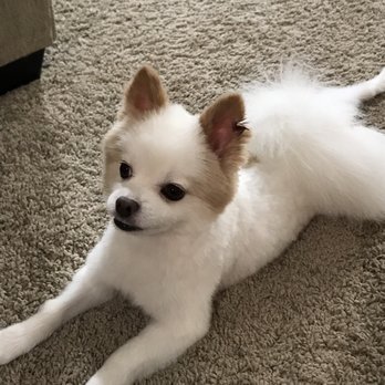 PetSmart - This is where the groomer slashed my dog's ear. - Pet Training Near Me - Douglasville, Georgia