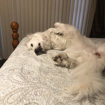 Paws On Pearl - Great Pyrenees - Pet Groomers Near Me - Tulsa, Oklahoma
