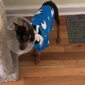 Dakota Veterinary Center - Lola the minipin after her abdominal surgery - Veterinarians Near Me - White Plains, New York Dakota Veterinary Center - Lola the minipin after her abdominal surgery - Veterinarians Near Me - White Plains, New York
