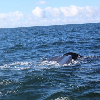 7 Seas Whale Watch - Whale Watching Tours Near Me - Gloucester, Massachusetts