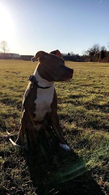 4 legged friends daycare and boarding