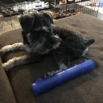 Corrina Babiash - Clark Dog Training - Archie playing with a new toy - Pet Sitting Near Me Corrina Babiash - Clark Dog Training - Archie playing with a new toy - Pet Sitting Near Me