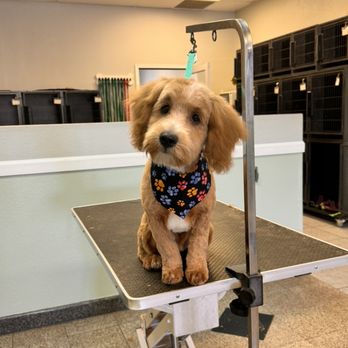 Prickly Pup - Pet Groomers Near Me - Tucson, Arizona Prickly Pup - Pet Groomers Near Me - Tucson, Arizona