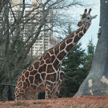 Lincoln Park Zoo - Giraffe exhibit - Zoos Near Me - Chicago, Illinois Lincoln Park Zoo - Giraffe exhibit - Zoos Near Me - Chicago, Illinois