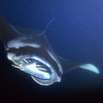 Hawaiian Coastline Adventures - One of the many, many Manta Rays that we saw on our trip. - Boat Charters Near Me - Kailua-kona, Hawaii