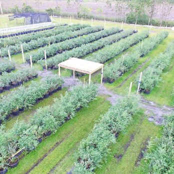 Blu By U - Pick Your Own Farms Near Me - Jacksonville, Florida Blu By U - Pick Your Own Farms Near Me - Jacksonville, Florida