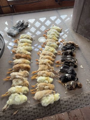 Cackle Hatchery® by null