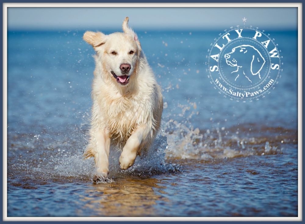 Salty Paws Image