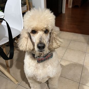 Keepet Groomed - Botched poodle job - Pet Groomers Near Me - San Diego, California