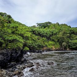 On Onomea Bay Trail