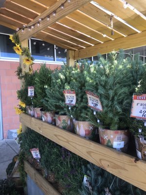 Central Market by null