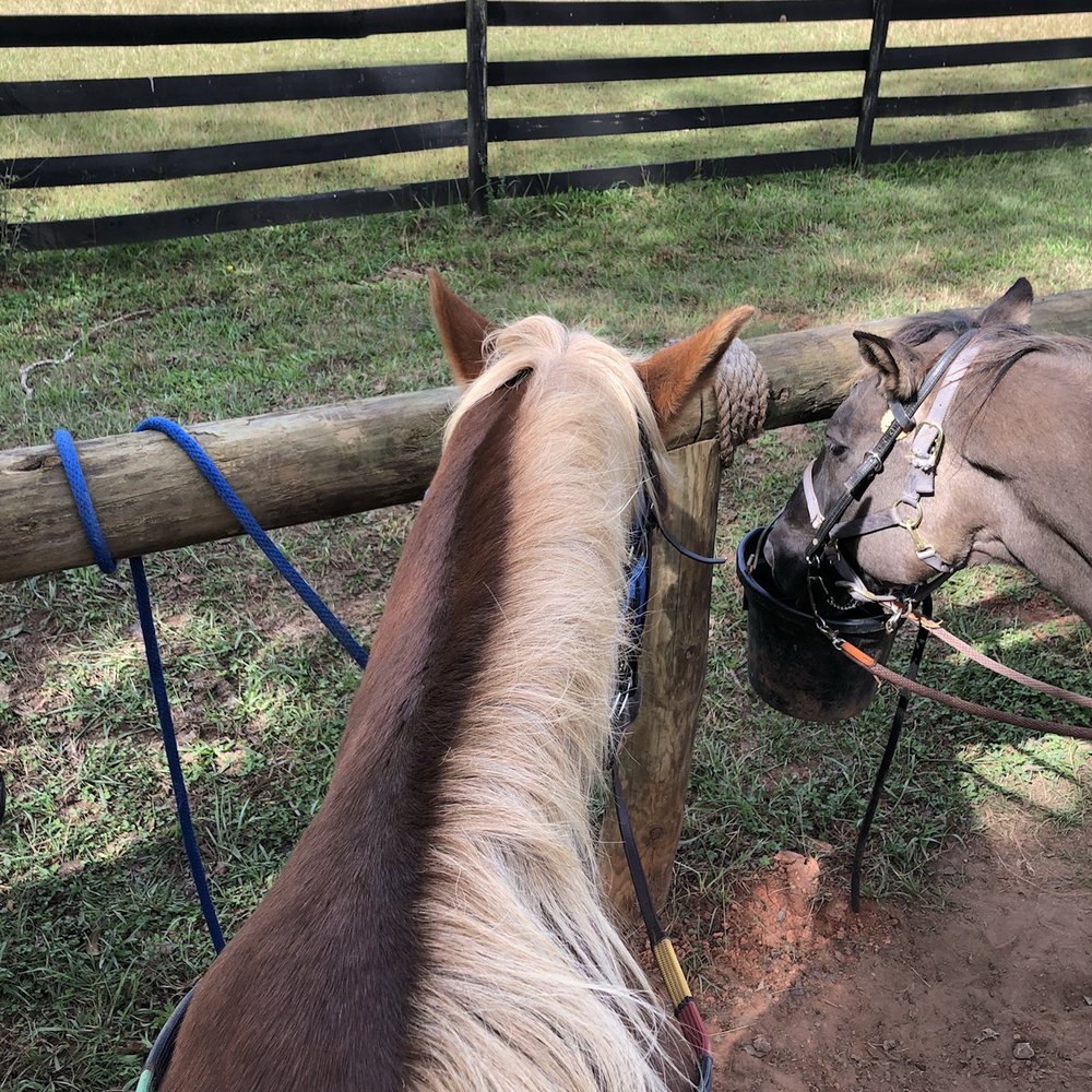 Serenbe Trailriding - Horseback Riding Near Me - Palmetto, Georgia Serenbe Trailriding - Horseback Riding Near Me - Palmetto, Georgia