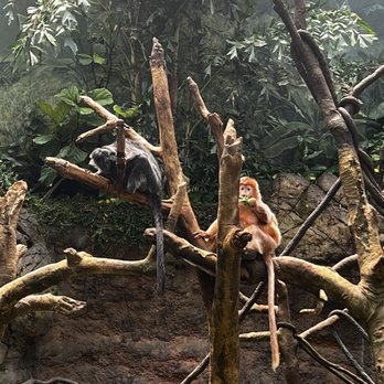 Bronx Zoo - Monkey - Zoos Near Me - Bronx, New York Bronx Zoo - Monkey - Zoos Near Me - Bronx, New York