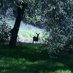 Strand Training Center - Wildlife in IRP